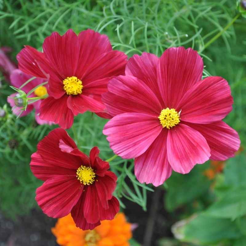 Vintage Romantic Pastels Cosmos collection - Organic Plant Nursery