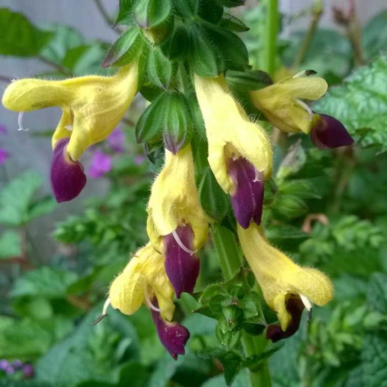 Salvia Bulleyana ‘Blue Lips' grown sustainably and plastic free in my back garden, carbon neutral Organic Plant Nursery