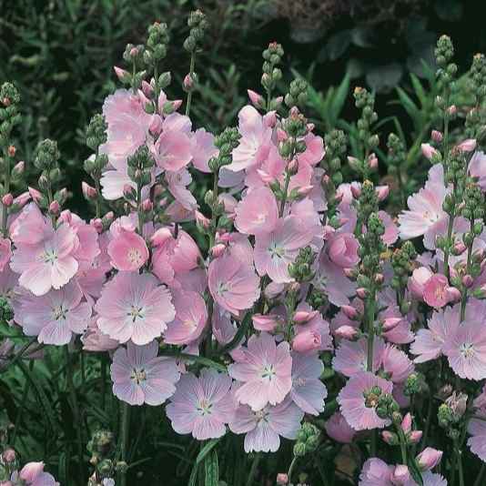 Sidalcea 'Rosaly' – Organic Plant Nursery