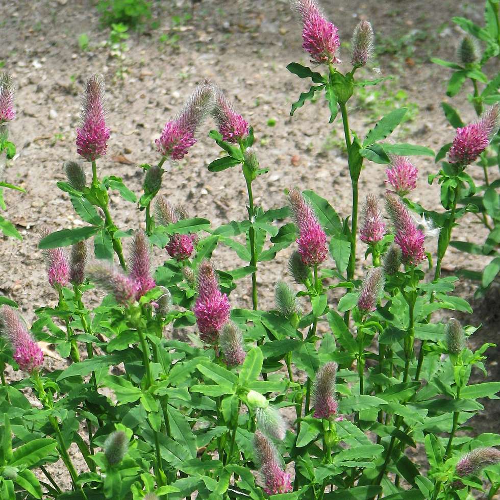 Trifolium Rubens grown sustainably and plastic free in my back garden, carbon neutral Organic Plant Nursery