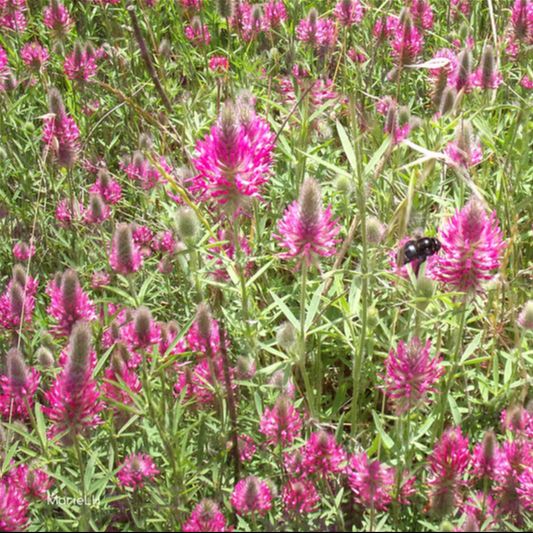 Trifolium Rubens – Organic Plant Nursery